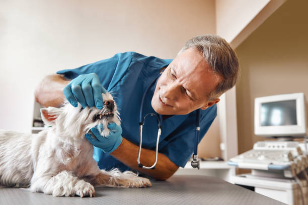Best 24-Hour Emergency Dentist in Iowa Park, TX